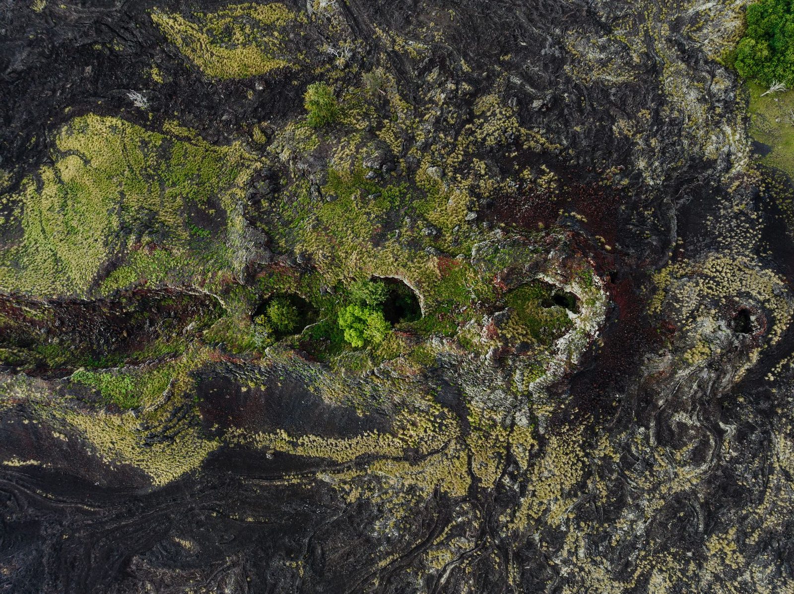 Vegetation reclaiming an old lava flow on the Kona side of Hawaiʻi Island, seen from above